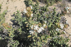 Stoeberia frutescens