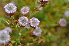 Globularia alypum