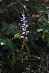 Lachenalia mutabilis