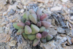 Crassula elegans elegans