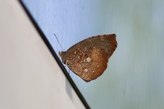 Godartiana muscosa