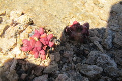 Crassula elegans elegans