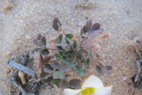 Image of Oxalis annae by (c) James Deacon, some rights reserved (CC BY-SA)