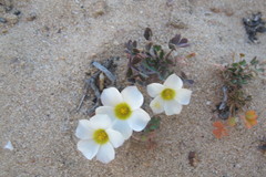 Oxalis annae