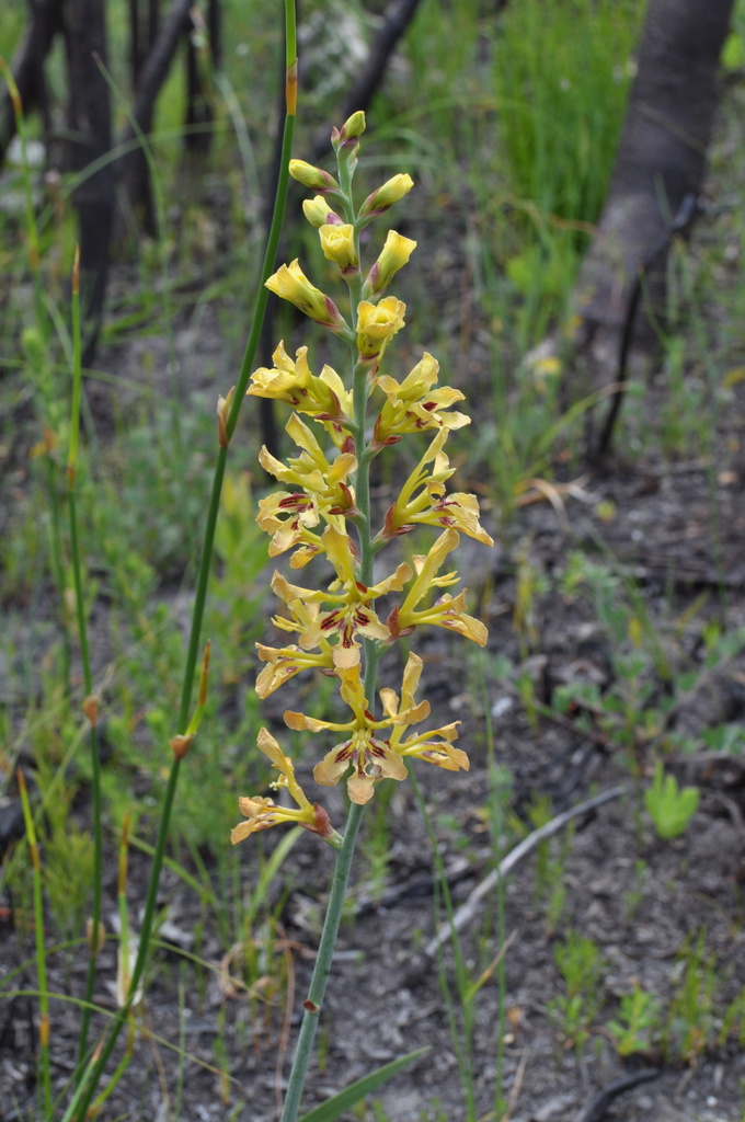 Yellow Reedpipe