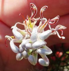 Serruria gremialis