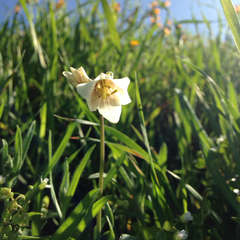 Fritillaria striata