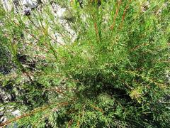 Serruria gremialis