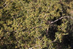 Wiborgia