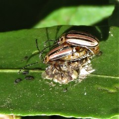 Disonycha bicarinata