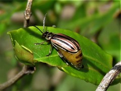 Disonycha bicarinata