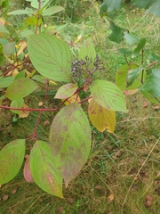 Cornus sanguinea