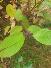 Cornus sanguinea