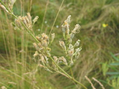 Silene multiflora