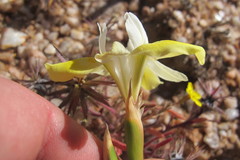 Moraea bolusii