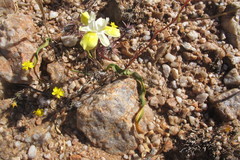 Moraea bolusii
