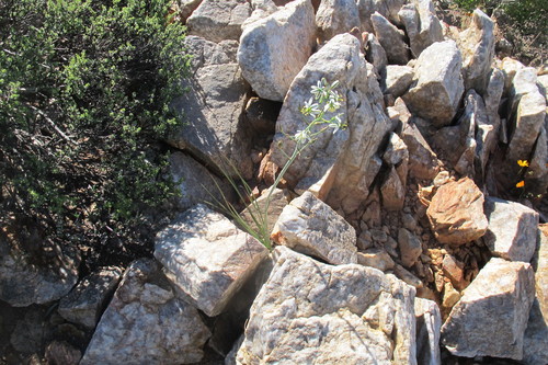 Albuca consanguinea