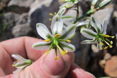 Albuca consanguinea