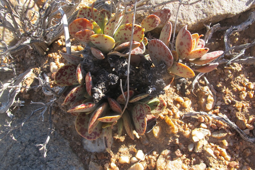Adromischus alstonii, Namakwa, ZA-NC, ZA
