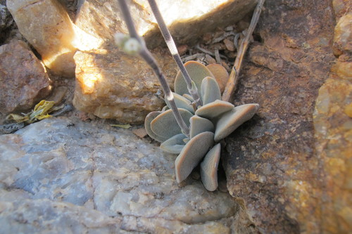 Image of Crassula namaquensis by (c) James Deacon, some rights reserved (CC BY-SA)