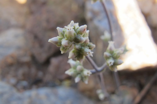 Image of Crassula namaquensis by (c) James Deacon, some rights reserved (CC BY-SA)