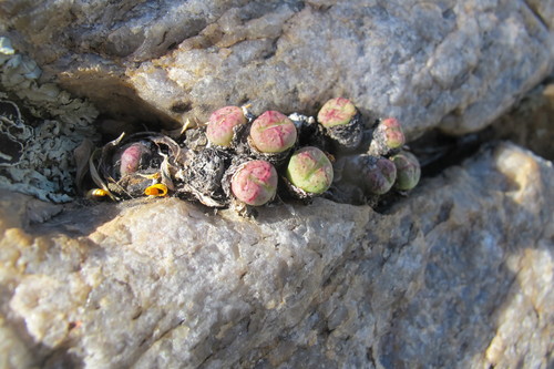 Conophytum violaciflorum
