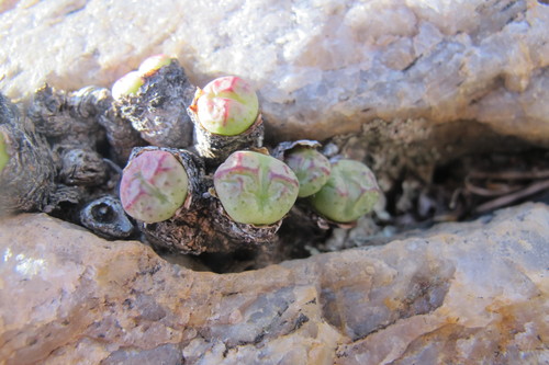 Conophytum violaciflorum