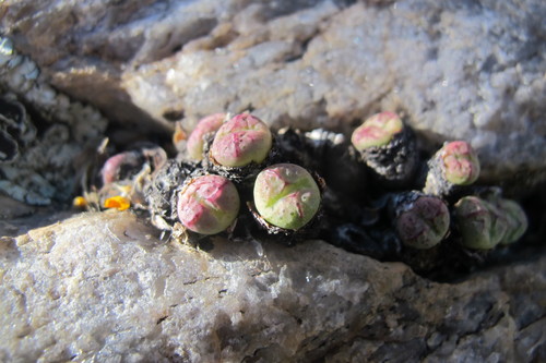 Conophytum violaciflorum