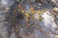 Crassula brevifolia