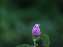 Strobilanthes heyneana