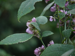 Strobilanthes heyneana