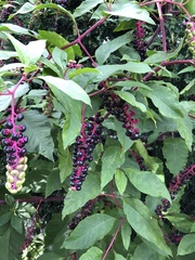 Phytolacca americana