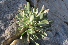 Othonna euphorbioides