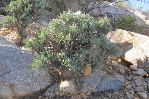 Image of Spiky Babooncabbage by (c) James Deacon, some rights reserved (CC BY-SA)