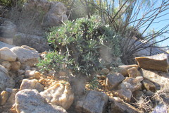 Othonna euphorbioides