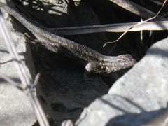 Sceloporus occidentalis occidentalis