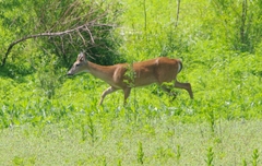 Odocoileus virginianus macrourus
