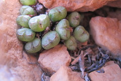 Conophytum violaciflorum