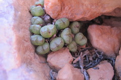 Conophytum violaciflorum