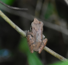 Pseudophilautus wynaadensis