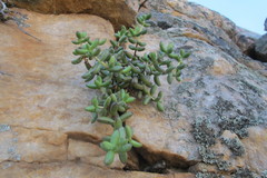 Crassula brevifolia