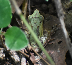 Pseudophilautus wynaadensis