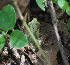 Pseudophilautus wynaadensis