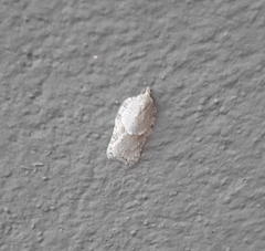 Acleris logiana