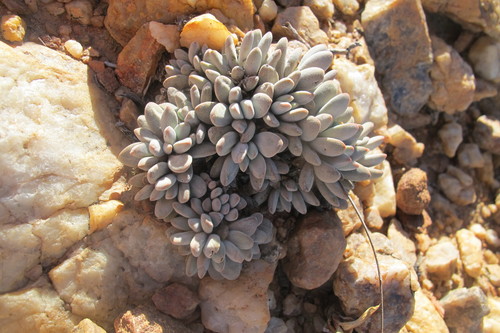 Image of Crassula namaquensis by (c) James Deacon, some rights reserved (CC BY-SA)