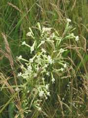 Silene multiflora