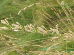 Silene multiflora
