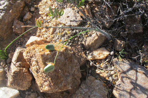 Albuca villosa