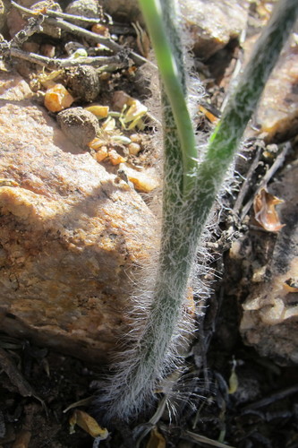 Albuca villosa