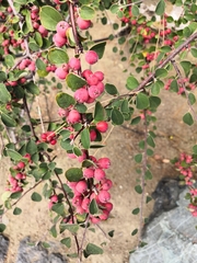 Cotoneaster nummularius